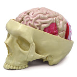 Brain with Partial Skull Model