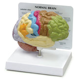 Half Brain Model