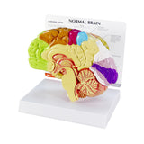 Half Brain Model