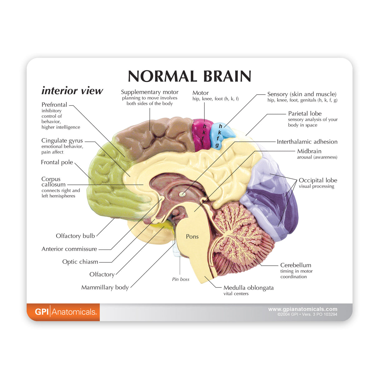 Half Brain Model