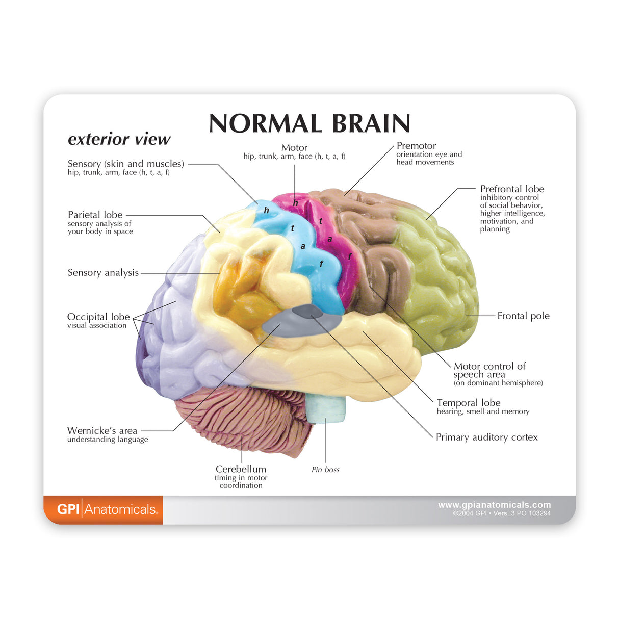 Half Brain Education Card