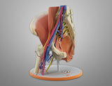 Normal Adult Hip Joint