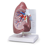 Normal Lung Model