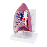 Normal Lung Model