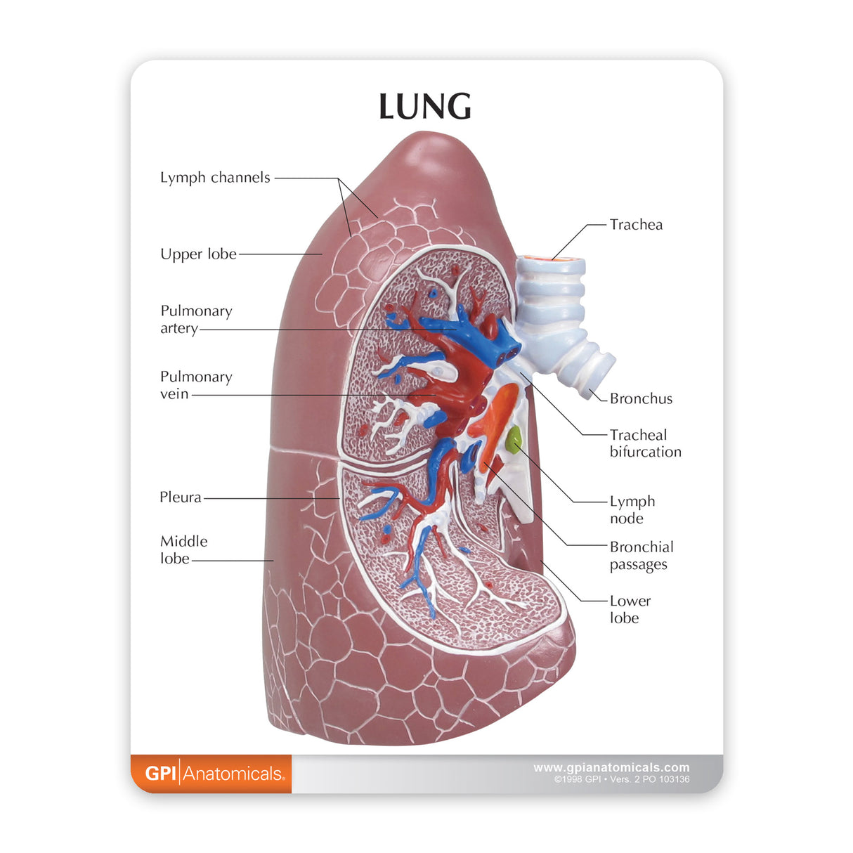 Lung Education Card