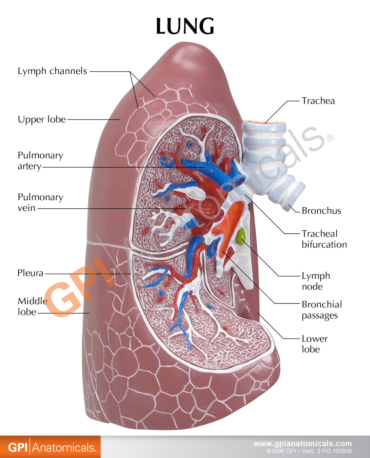 Lung Education Card