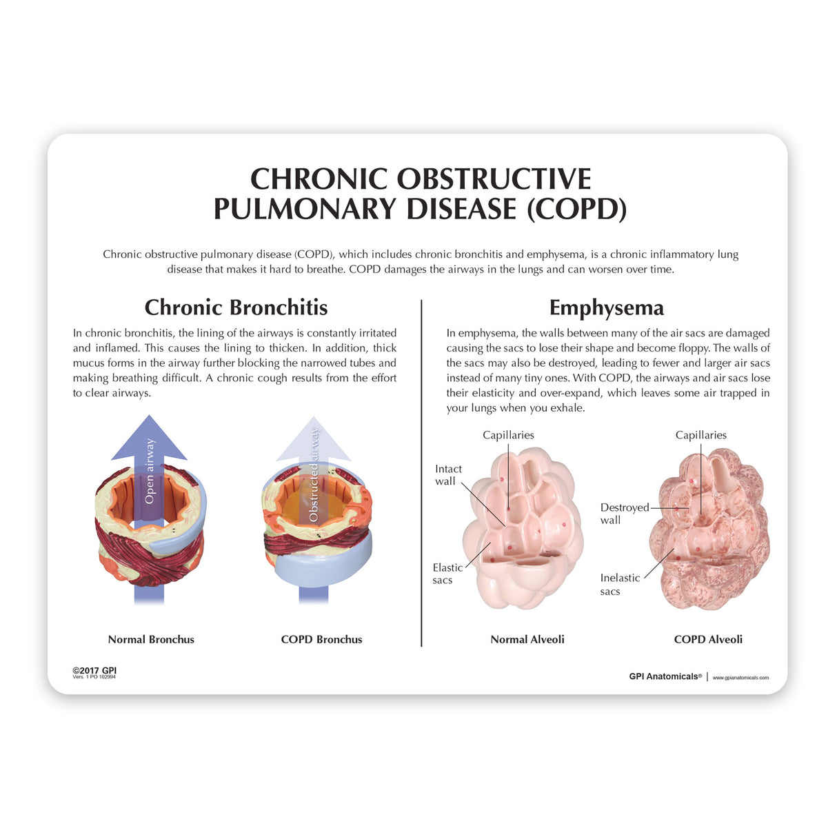 Respiratory System Education Card