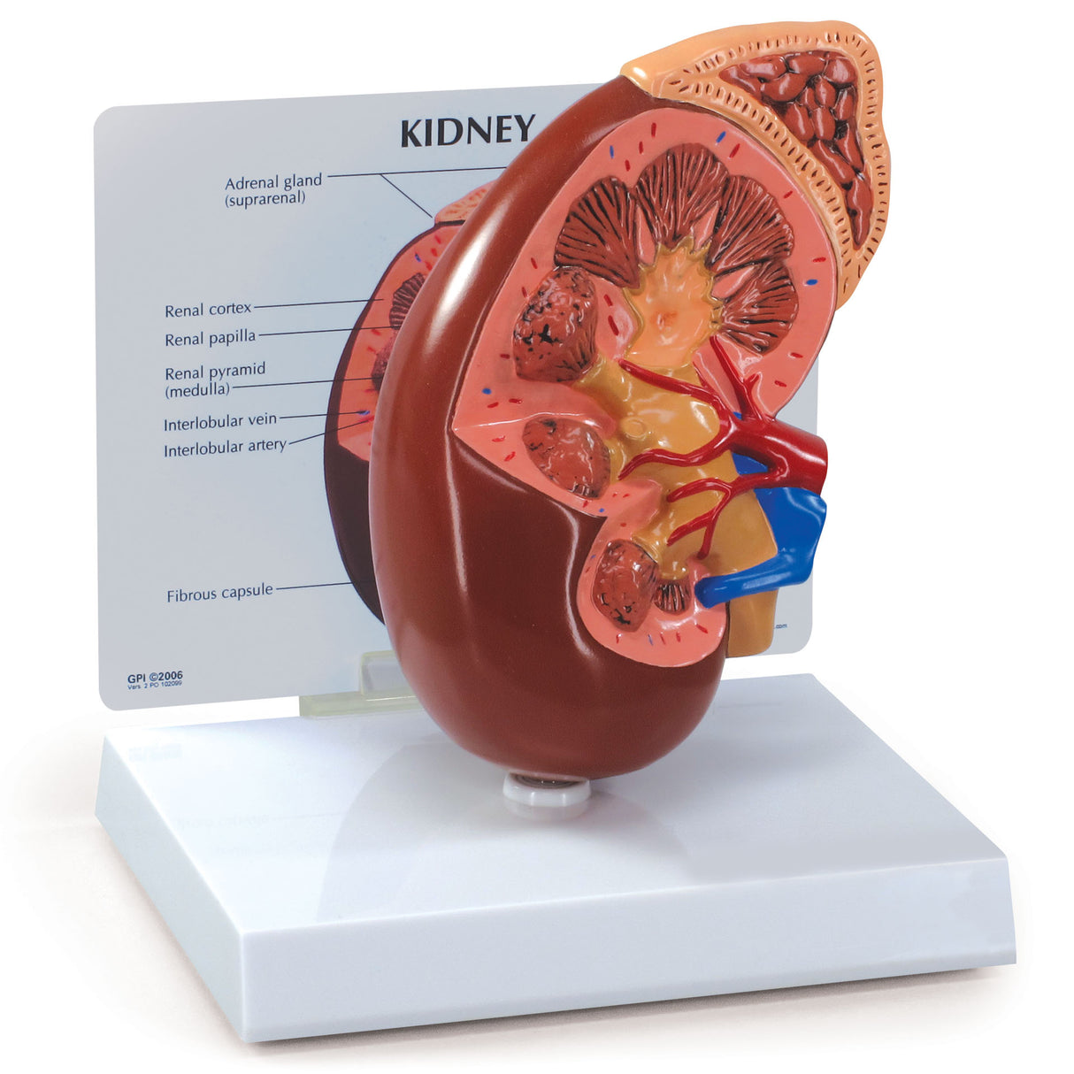 Normal Right Kidney and Adrenal Gland Model