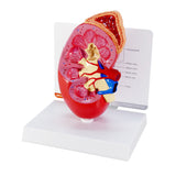 Normal Right Kidney and Adrenal Gland Model