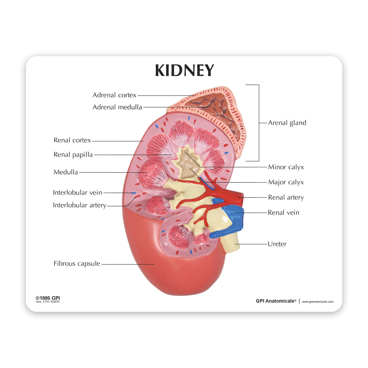 Kidney Education Card