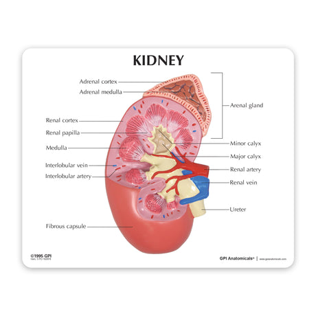 Normal Right Kidney and Adrenal Gland Model