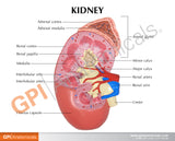 Normal Right Kidney and Adrenal Gland Model