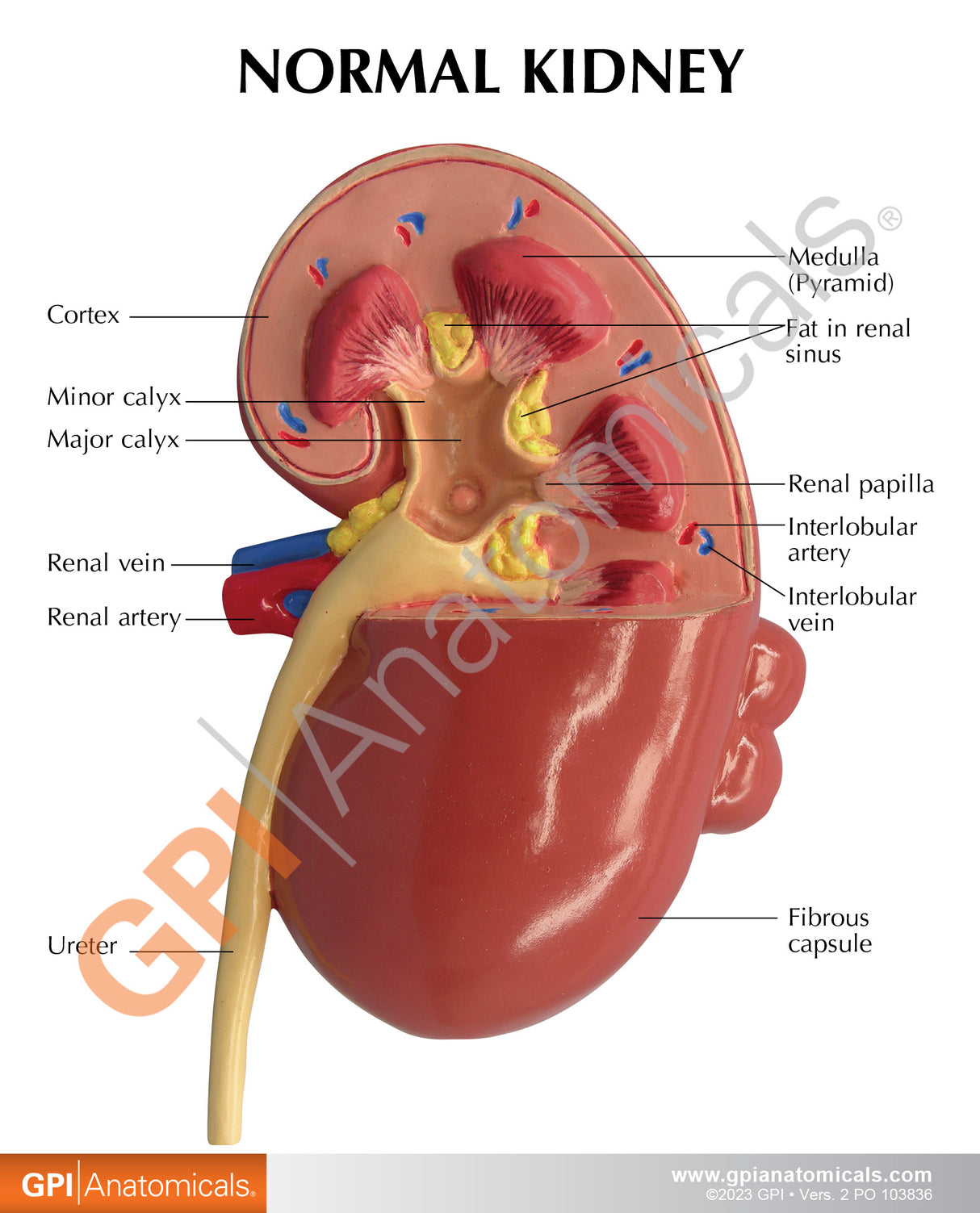 Kidney Cancer Education Card