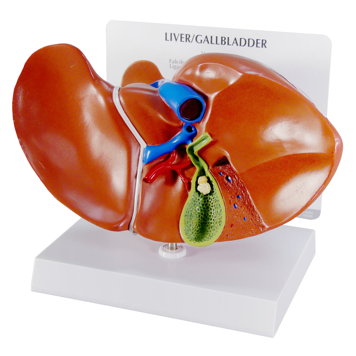 Liver and Gallbladder Model