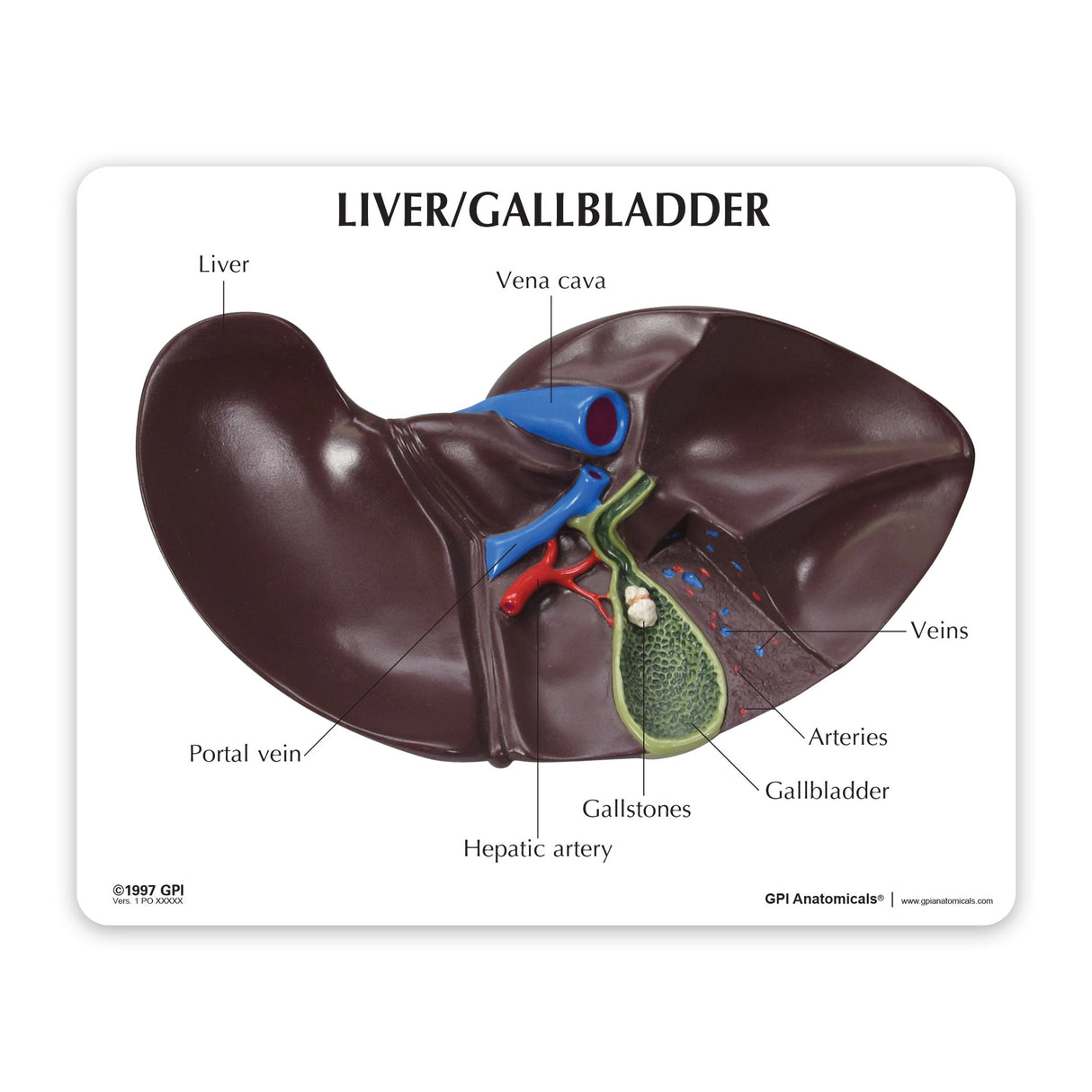 Liver and Gallbladder Education Card