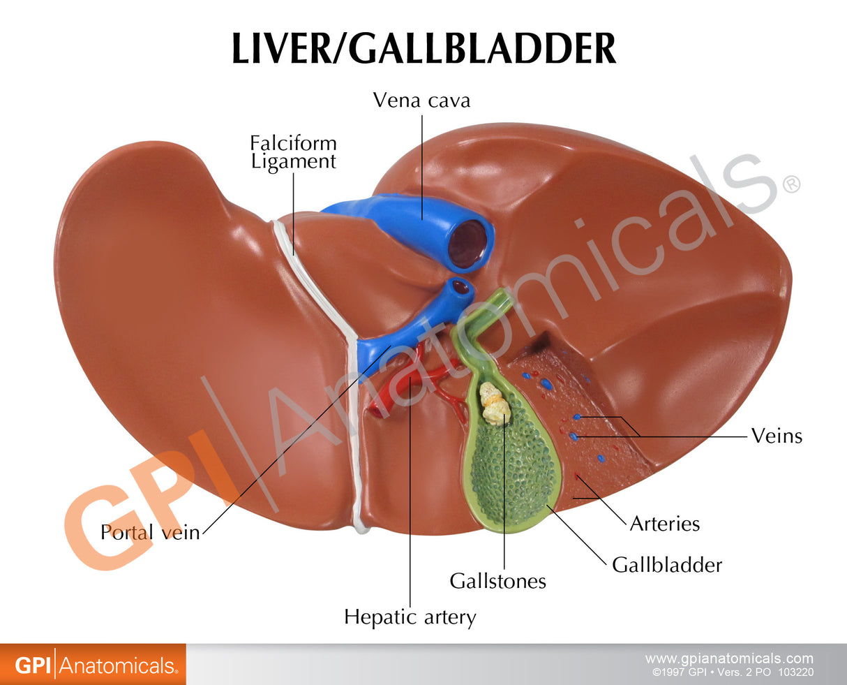 Liver and Gallbladder Education Card