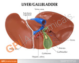 Liver and Gallbladder Model