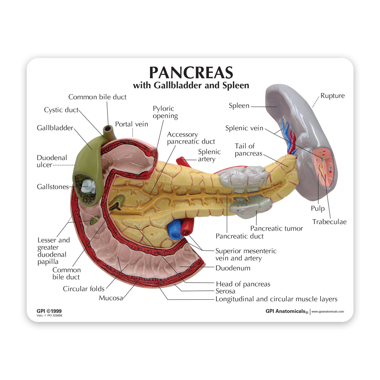 Pancreas with Gallbladder and Spleen Education Card