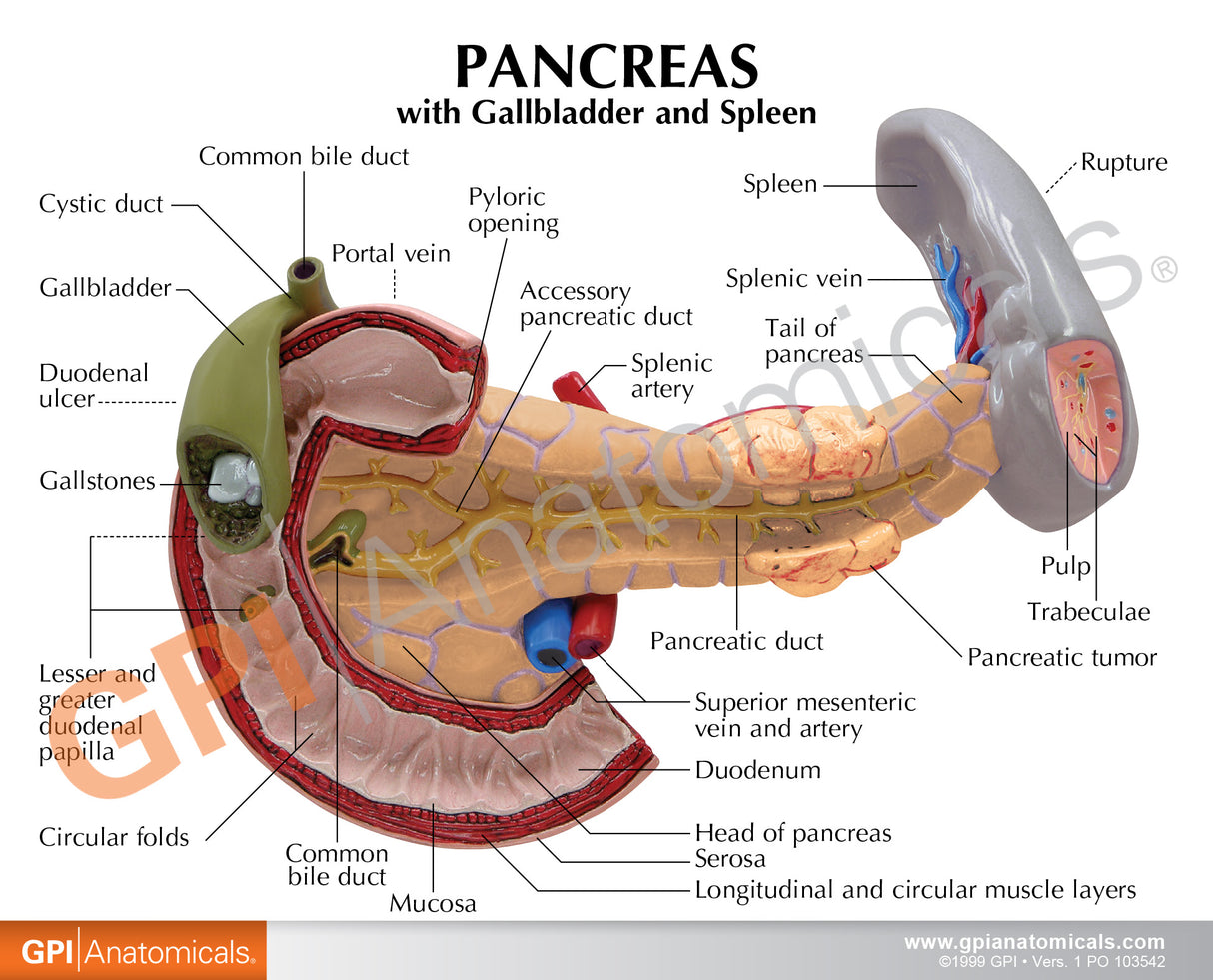 Pancreas with Gallbladder and Spleen Education Card