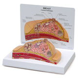 Breast Cross-Section Model