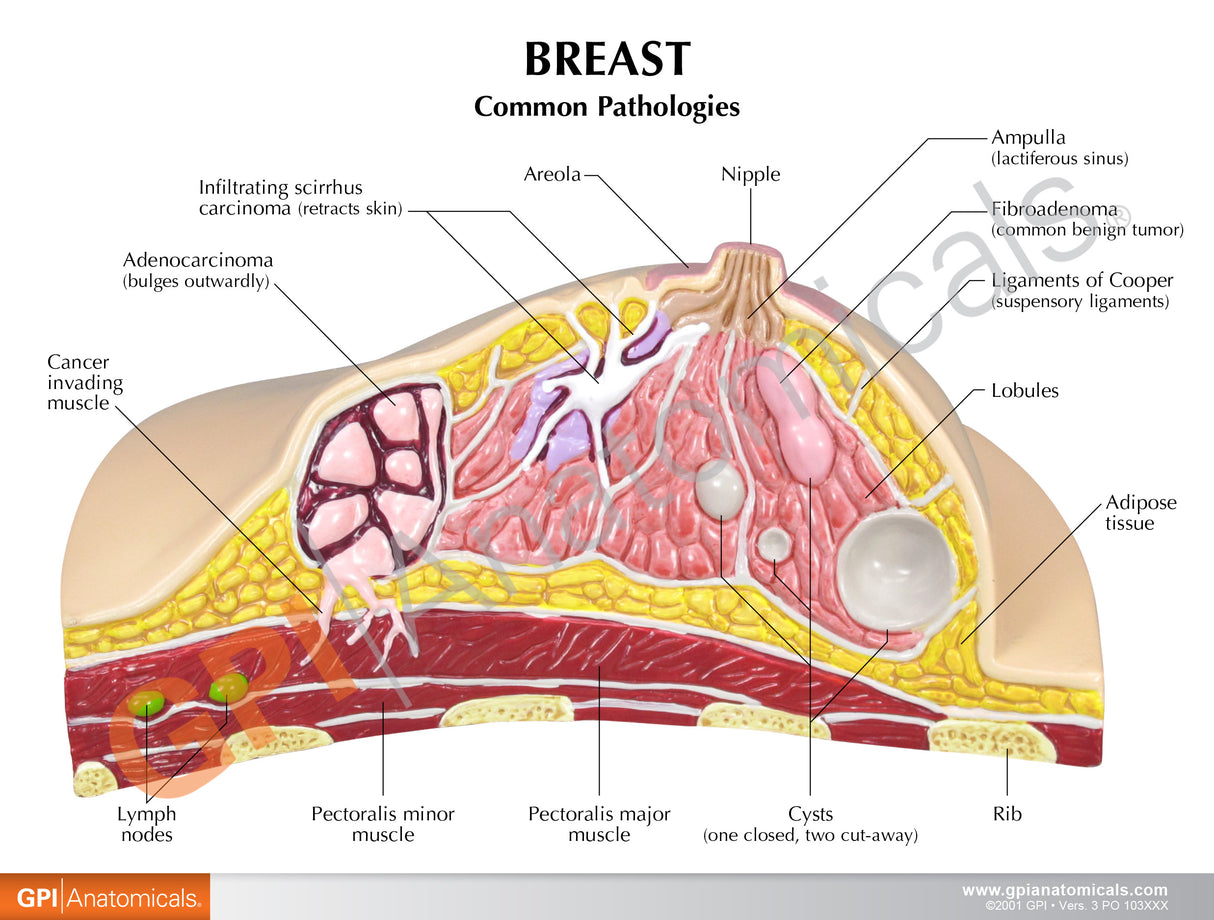 Breast Cross-Section Education Card