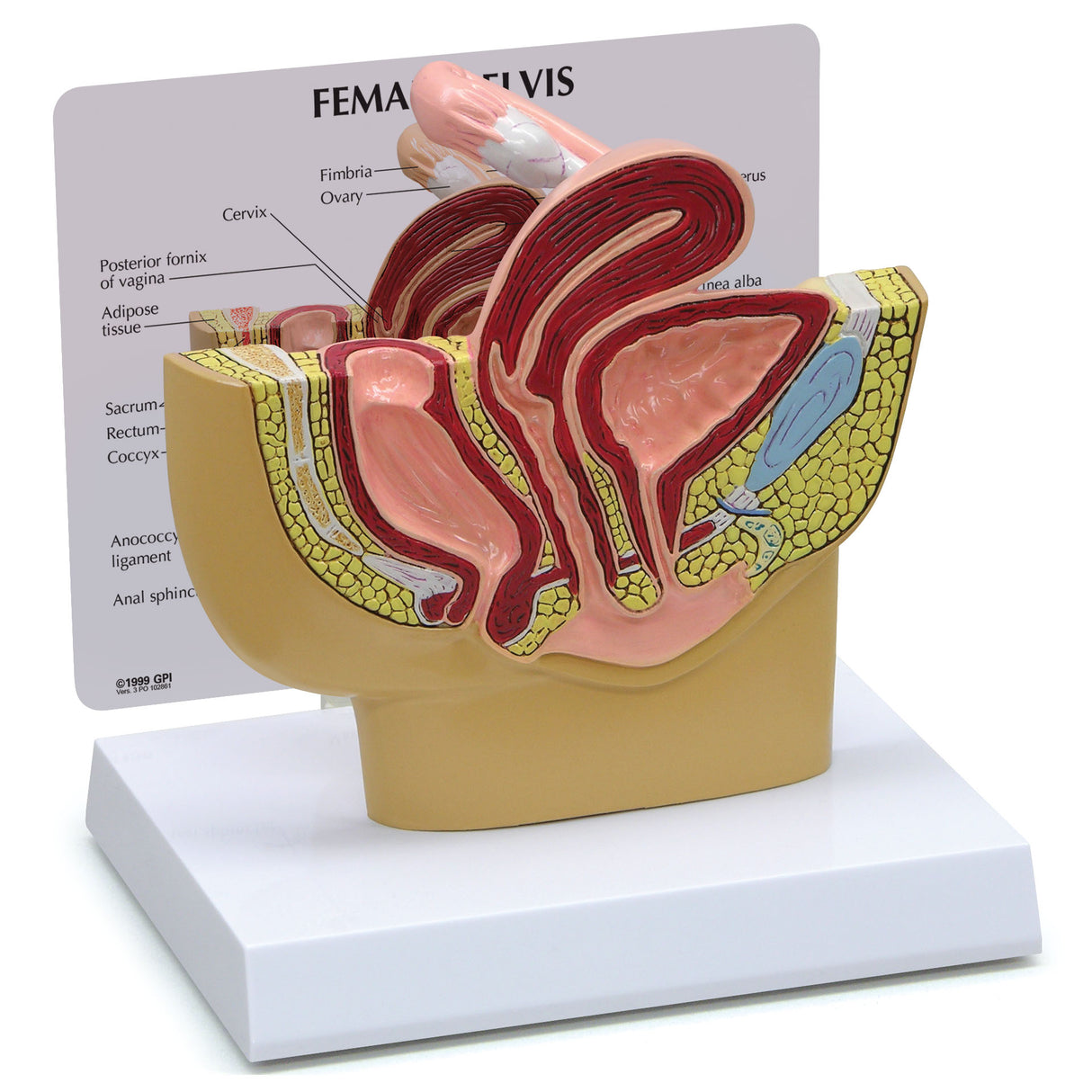 Female Pelvis Model