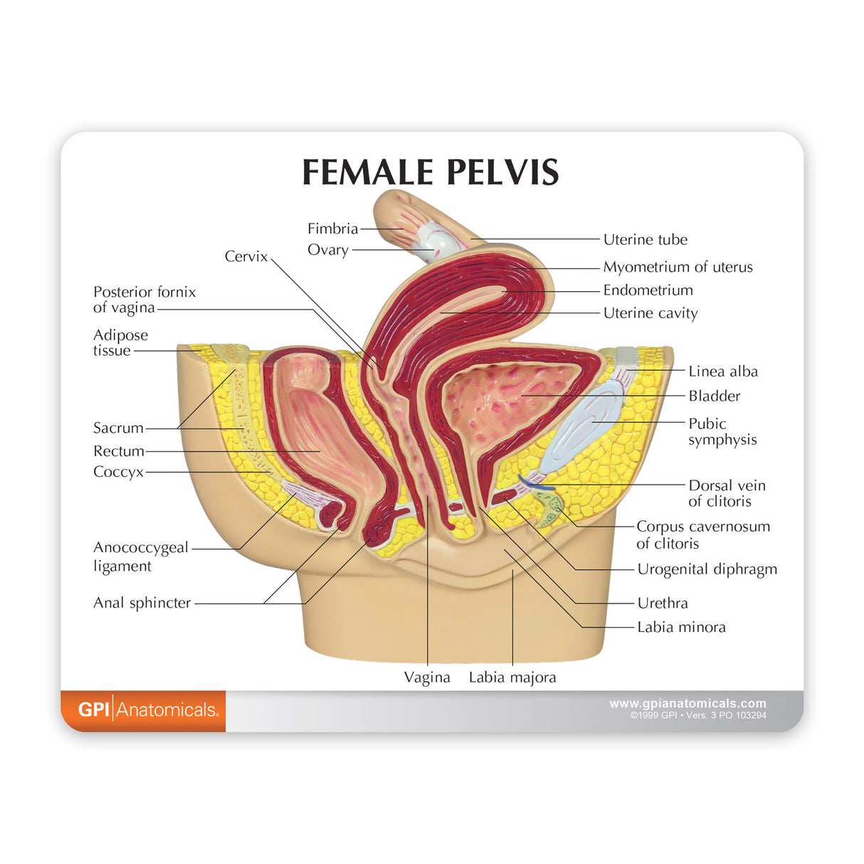 Female Pelvis Model