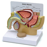 Male Pelvis Model with Prostate