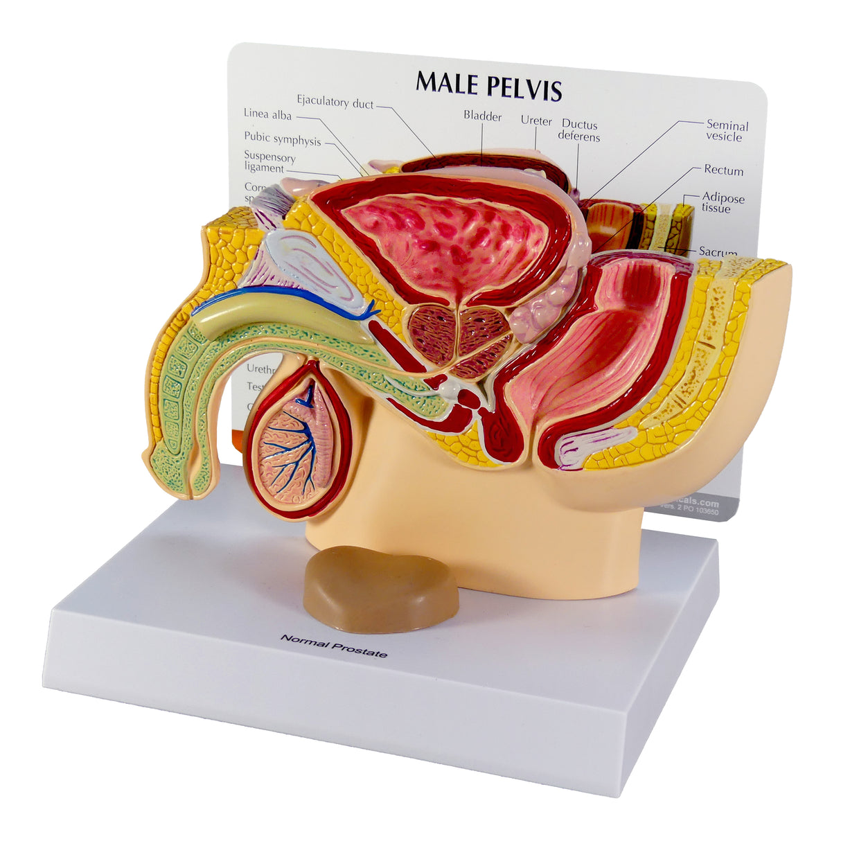 Male Pelvis Model with Prostate