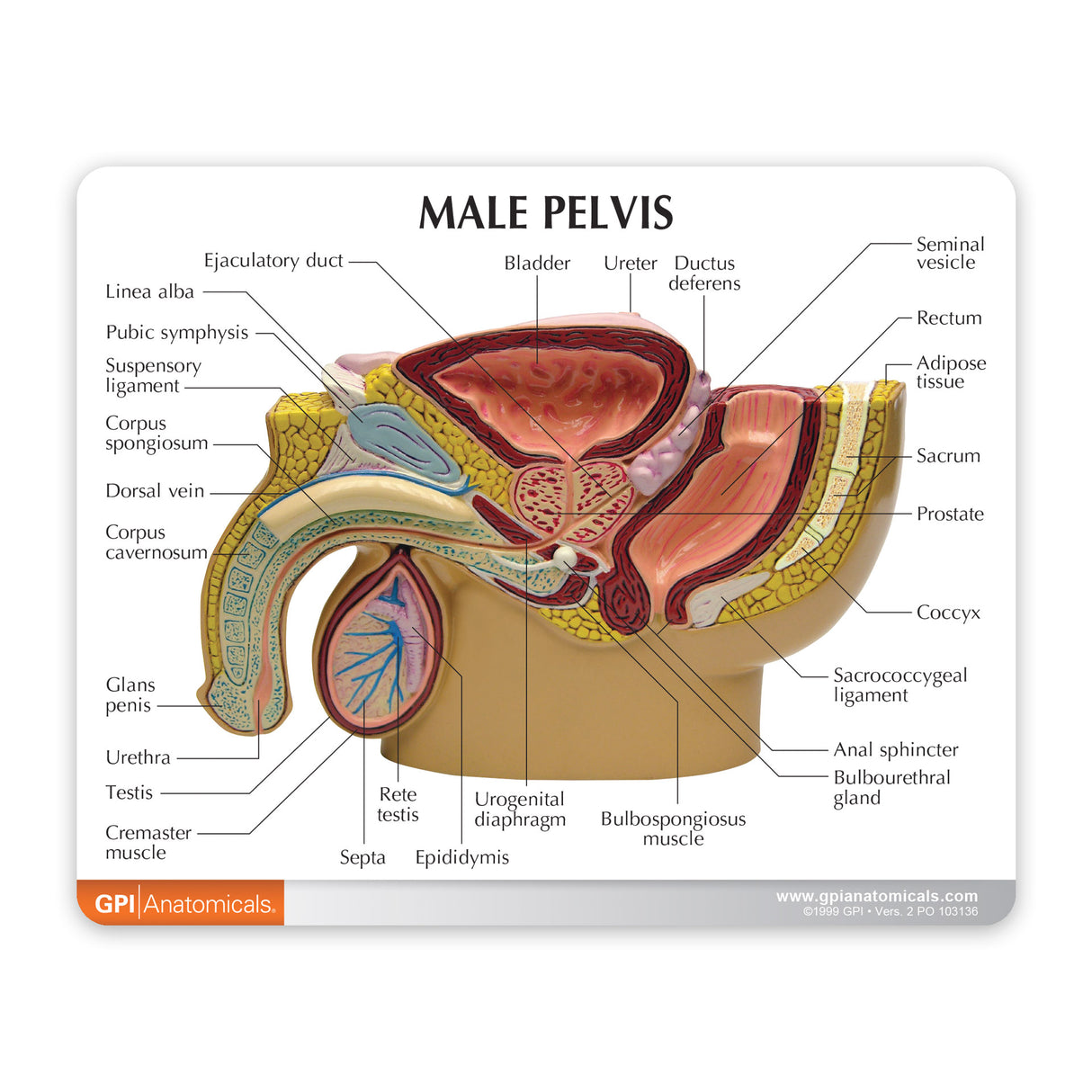 Male Pelvis Model with Prostate