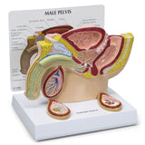 Male Pelvis Model with Testicles