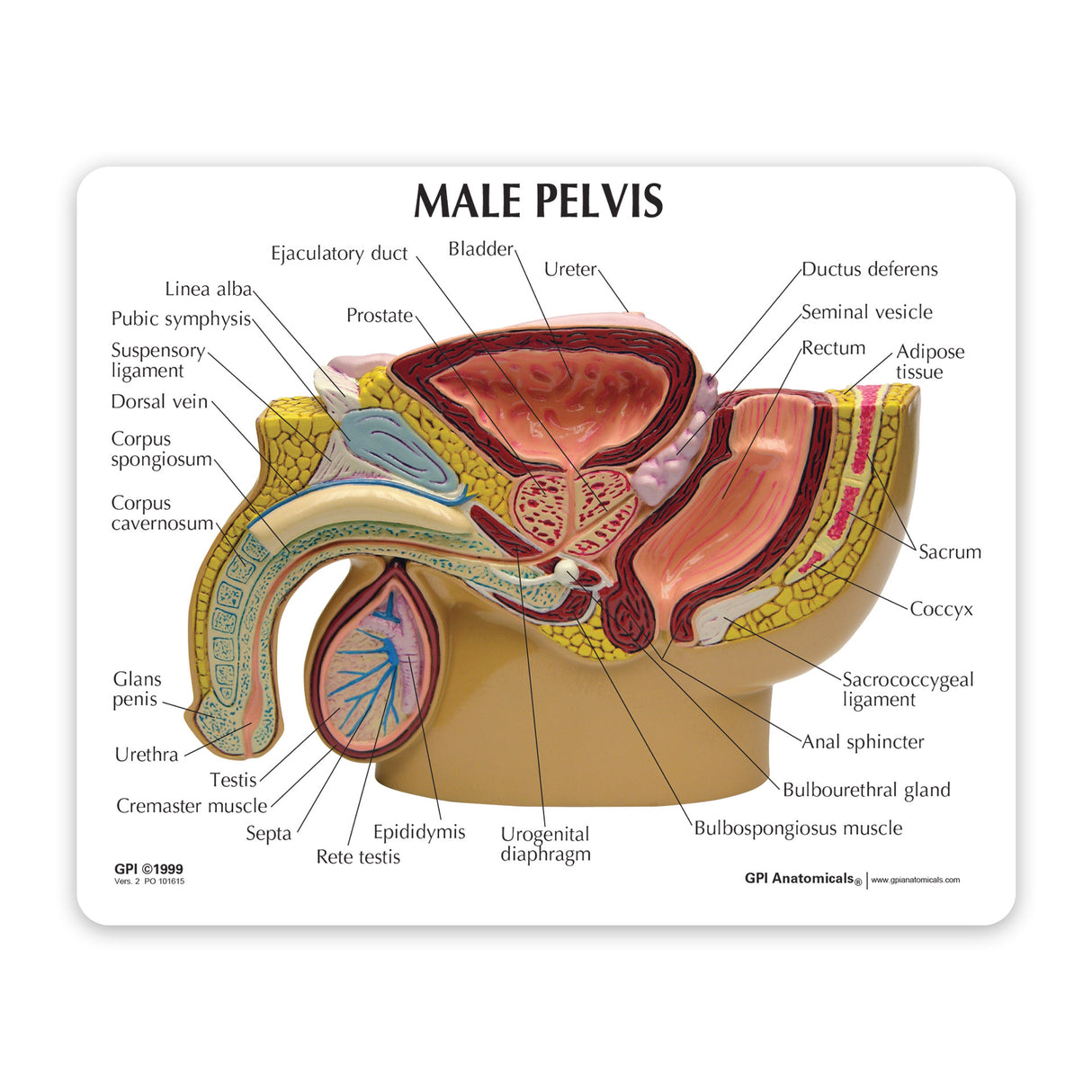 Male Pelvis Model with Testicles