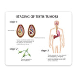 Male Pelvis Education Card