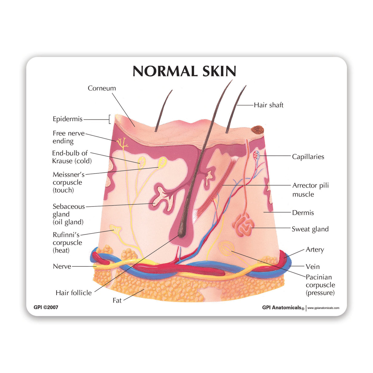 Skin Acne Education Card