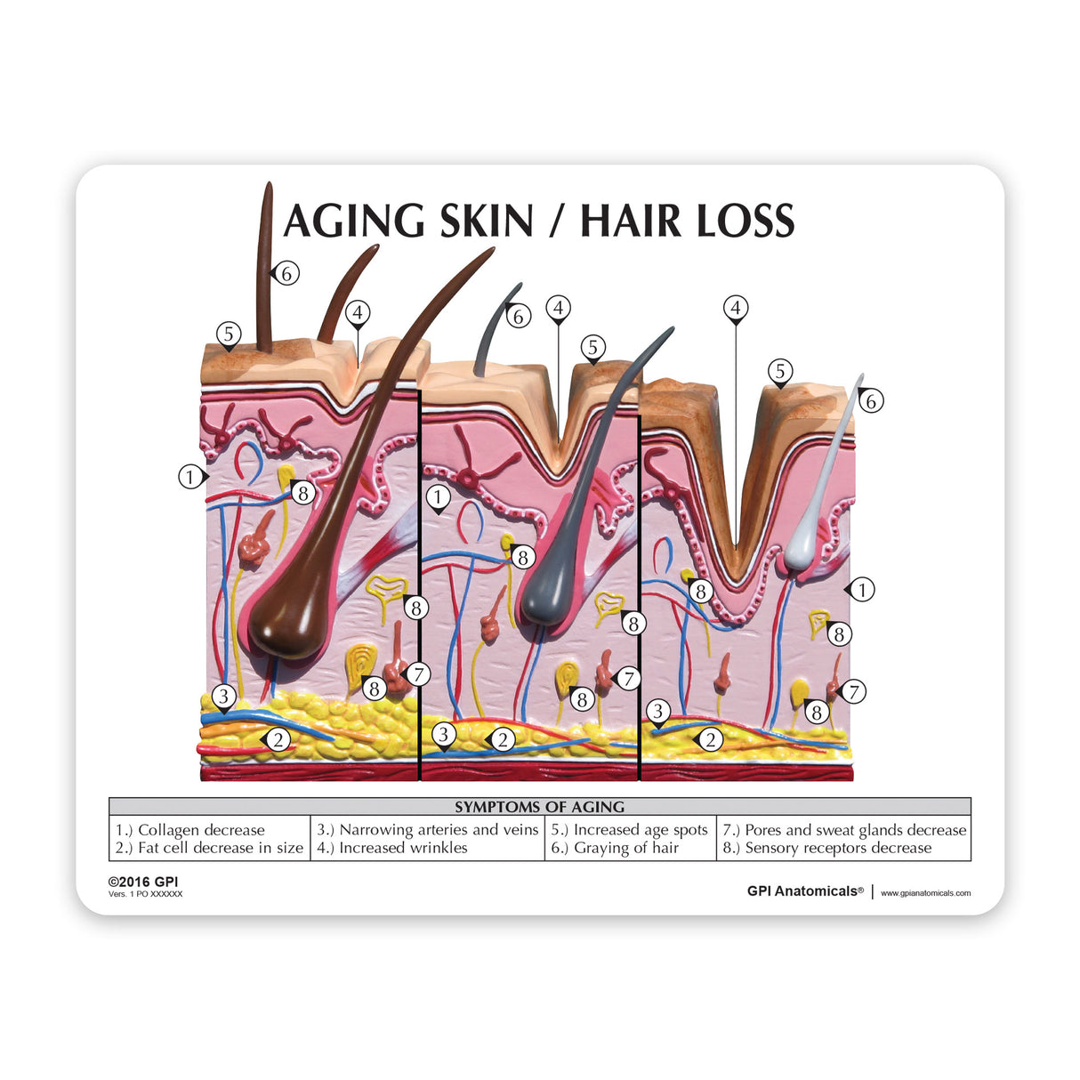 Aging Skin and Hair Loss Model