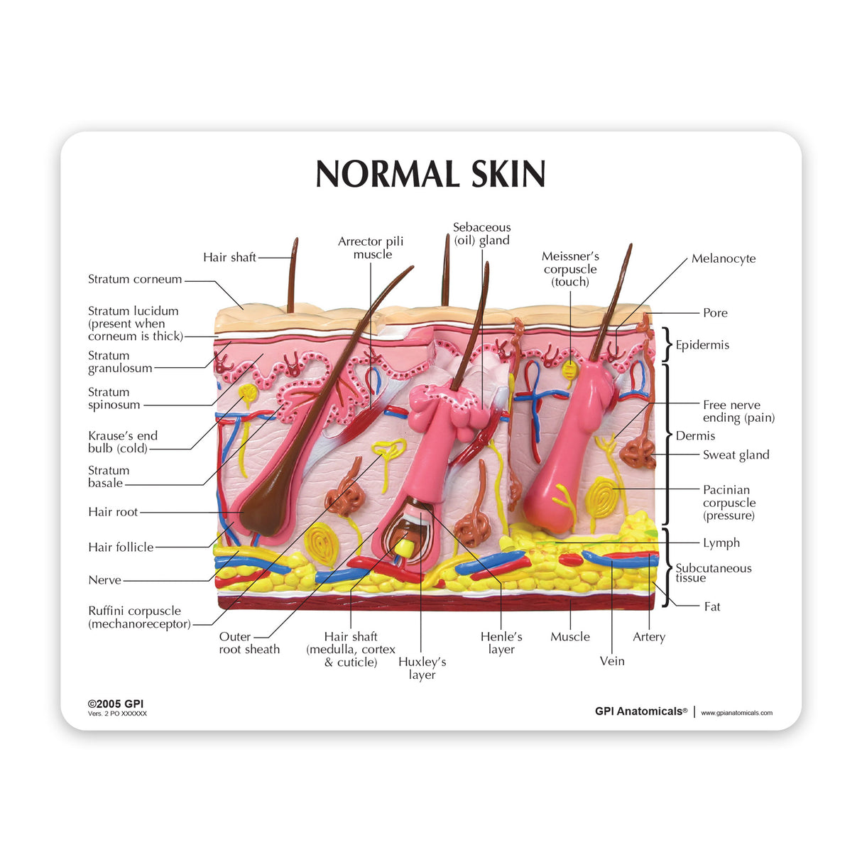 Aging Skin and Hair Loss Model