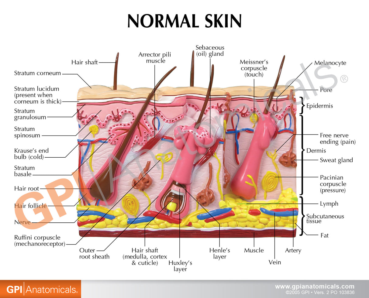 Aging Skin and Hair Loss Education Card