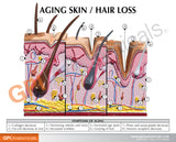 Aging Skin and Hair Loss Education Card