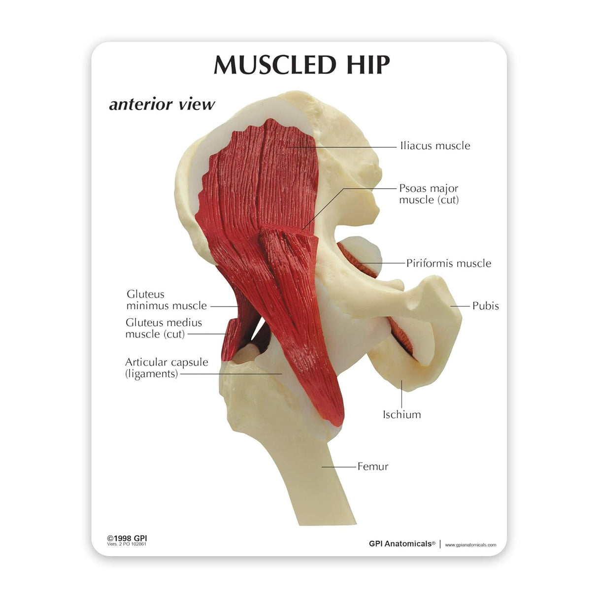 Muscled Hip Education Card