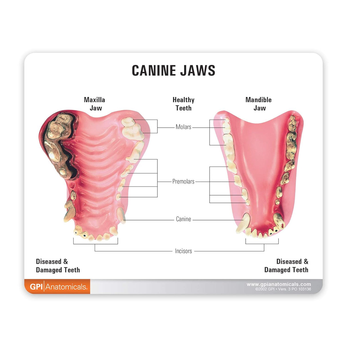 Canine Jaw Model with Teeth