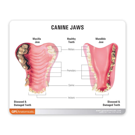 Canine Jaw Model with Teeth