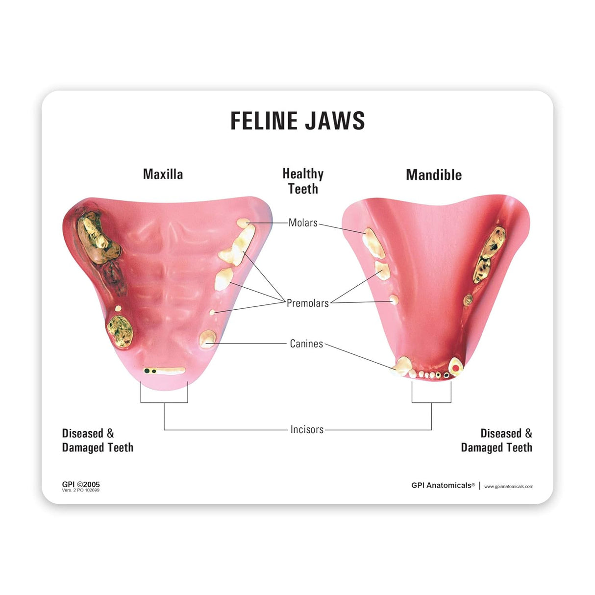 Feline Jaw Education Card