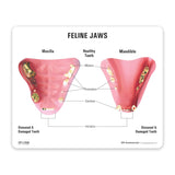 Feline Jaw Model with Teeth