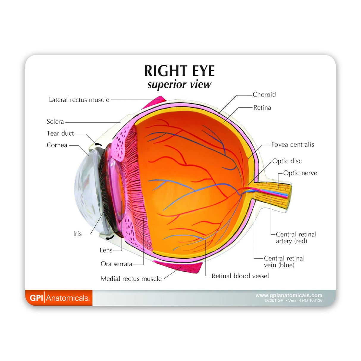 Eye Model