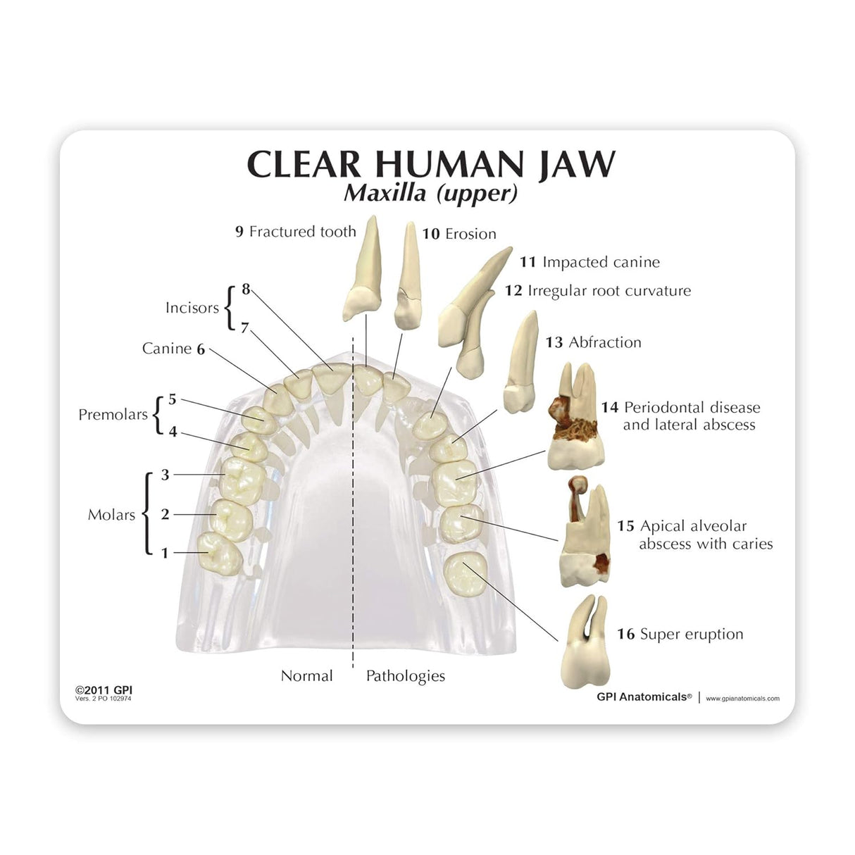 Teeth Model, Clear