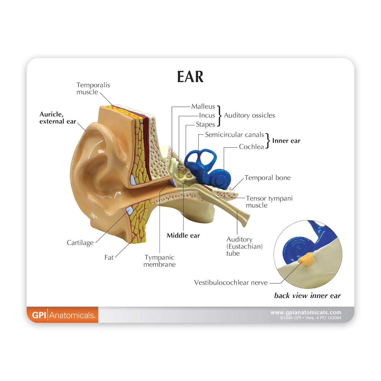 Ear Model