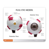 Full Eye Model