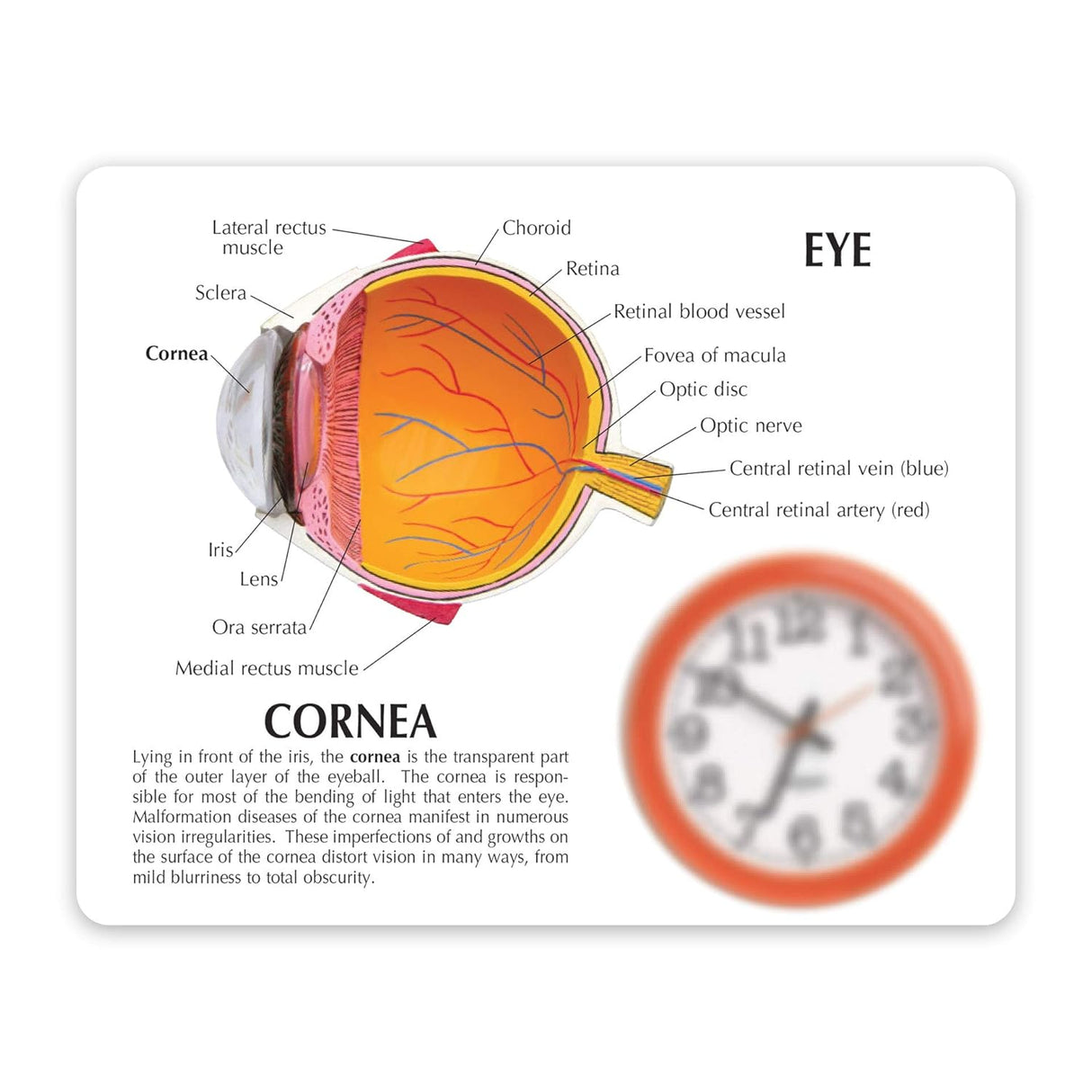 Cornea Eye Model