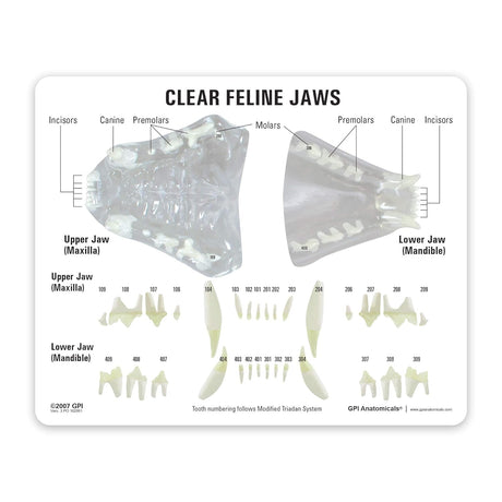 Feline Jaw Model with Teeth, Clear