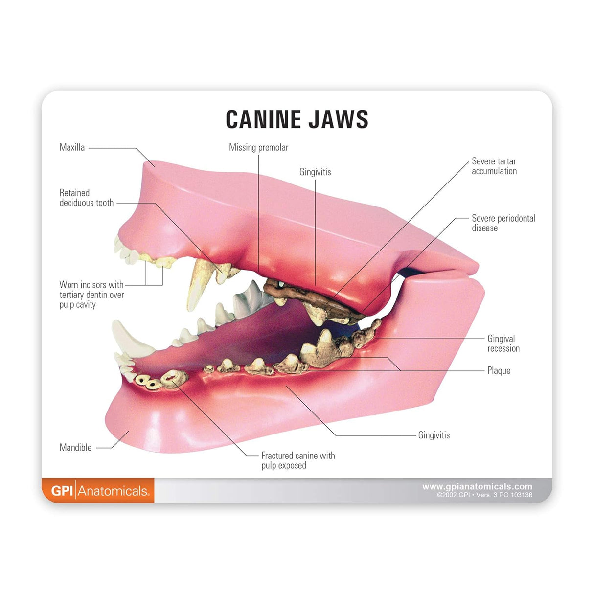 Canine Jaw Model with Teeth